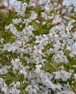 Tuotekuva Brilliant kuriilienkirsikka