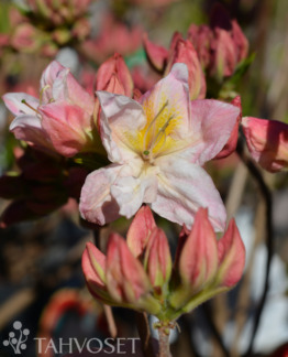 Tuotekuva Satomi puistoatsalea