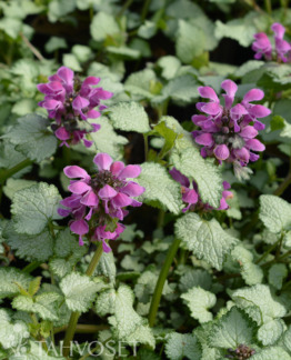 Tuotekuva hopeatäpläpeippi