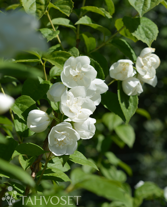 Tuotekuva kameliajasmike