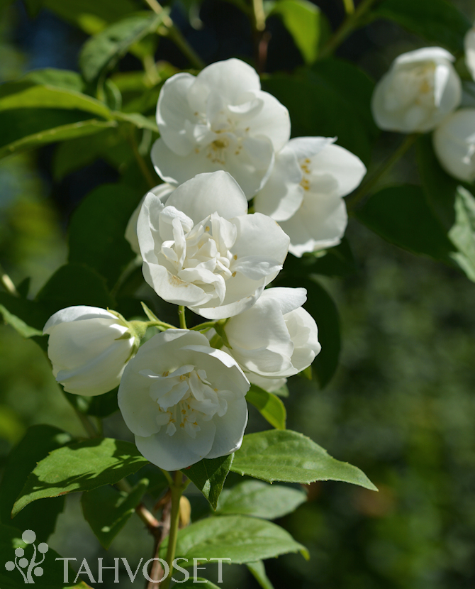 Tuotekuva kameliajasmike