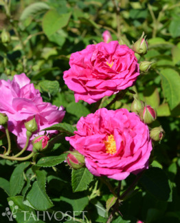 Tuotekuva Pikkala kartanoruusu FinE