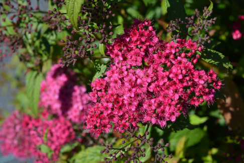 pensasangervo anthony waterer lähikuva kukinnosta