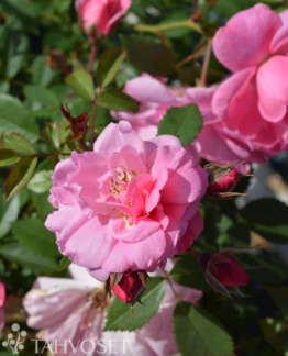 Tuotekuva John Davis pilariruusu