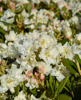 Tuotekuva Nikodemus alppiruusu