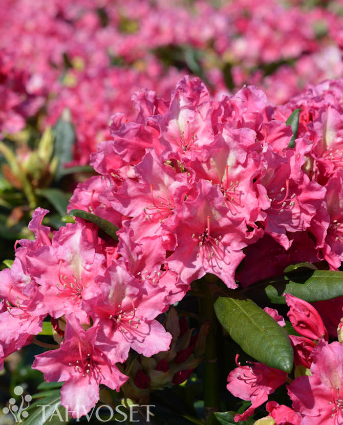 Tuotekuva Royal Amaranth alppiruusu