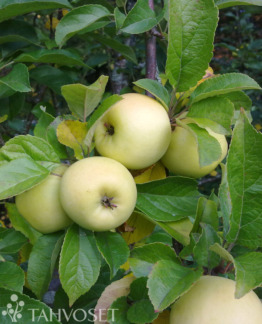 Tuotekuva Borgovskoje omena