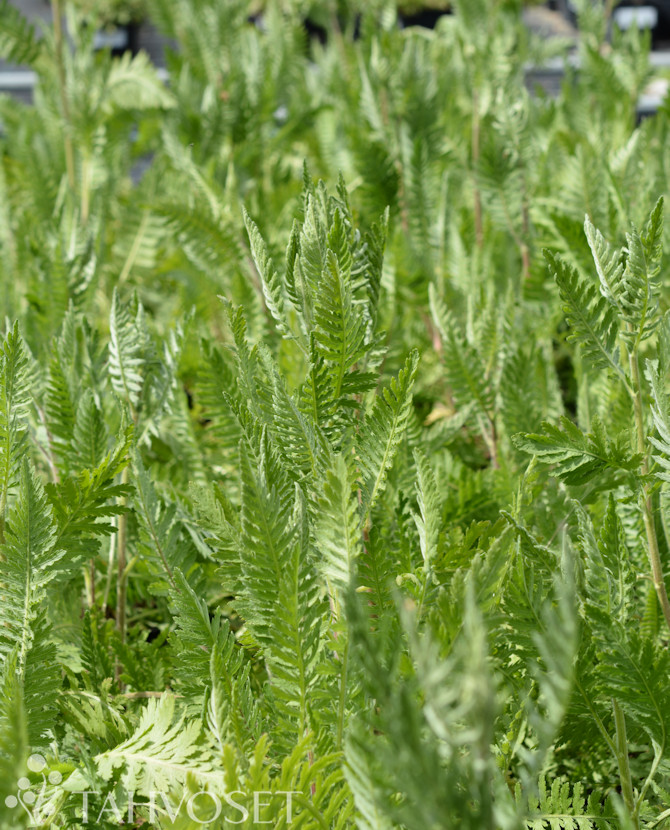 Tuotekuva cloth of gold kultakarsamo