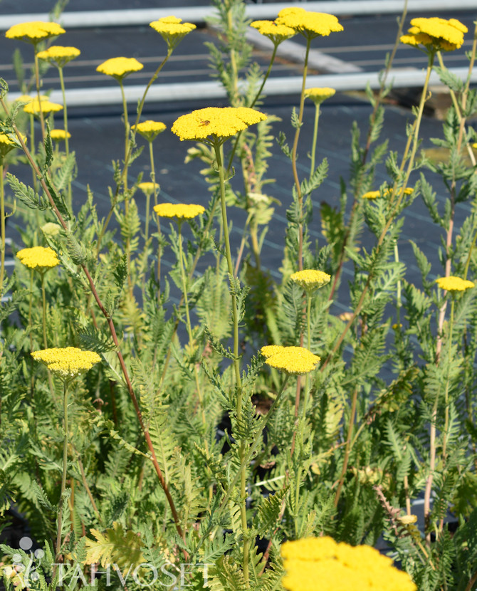 Tuotekuva cloth of gold kultakarsamo