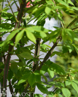 Tuotekuva Compactus pallesorvarinpensas