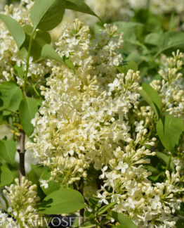 Tuotekuva Primrose jalosyreeni