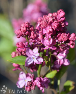 Tuotekuva Prince Wolkonsky jalosyreeni