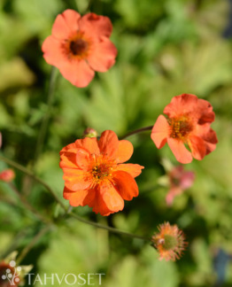 Tuotekuva Geum 'Princess Juliana' tarhakellukka
