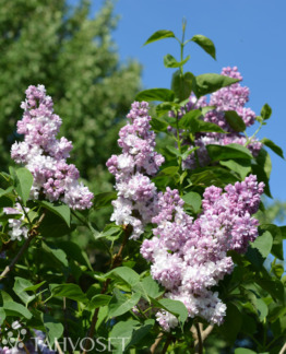 Tuotekuva Rose de Moscow jalosyreeni