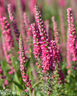 Tuotekuva rotfuchs tähkätädyke