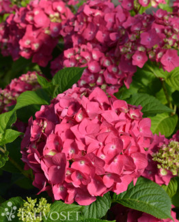 Tuotekuva SUMMER LOVE JALOHORTENSIA