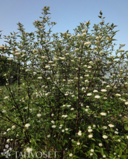 Tuotekuva verikanukka Kesselringii