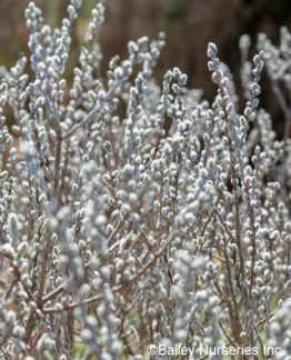Tuotekuva Iceberg Alley vanupaju