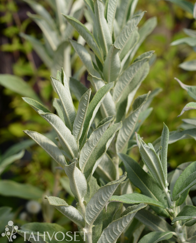 Tuotekuva Iceberg Alley vanupaju
