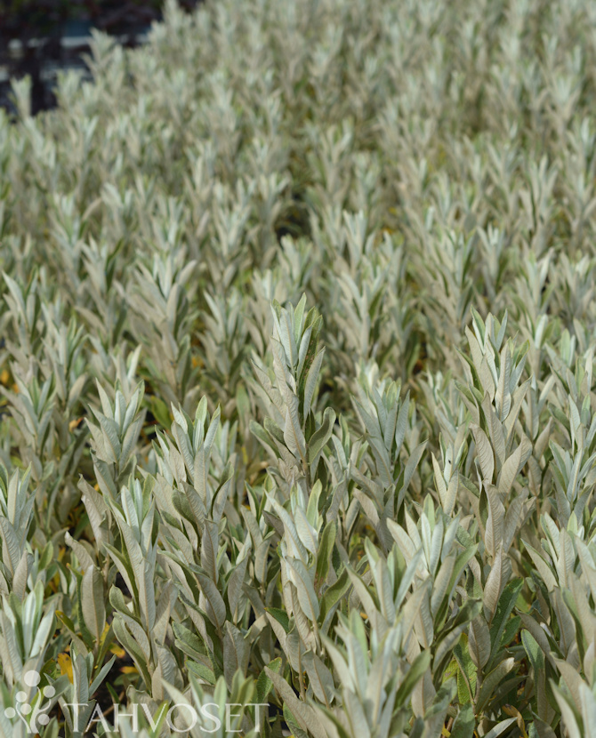 Tuotekuva Iceberg Alley vanupaju