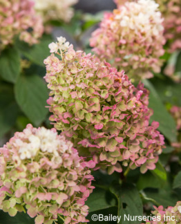 Tuotekuva Little Hottie japaninhortensia