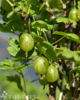 Tuotekuva Jacob karviainen