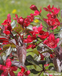 Tuotekuva 'Musta Rudolf' purppuraomenapuu