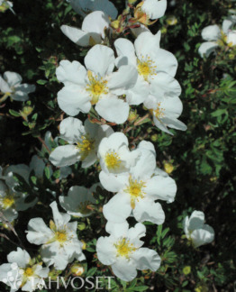 Tuotekuva-ABBOTSWOOD PENSASHANHIKKI Jumbo ; At 7,5 L