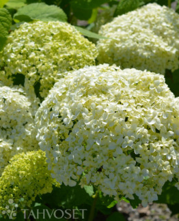 Tuotekuva-ANNABELLE PALLOHORTENSIA; At 3 L