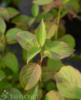 Tuotekuva-CAYENNE SILKKIKANUKKA ; FE At 3 L