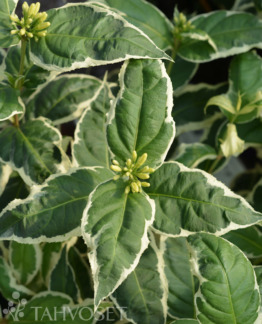 Tuotekuva-COOL SPLASH RUSOVUOHENKUUSAMA; At Ul