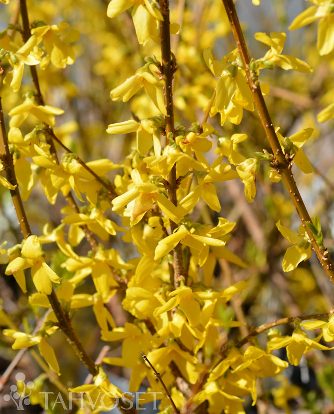 Tuotekuva-COURTALYN KOMEAONNENPENSAS; At 3 L