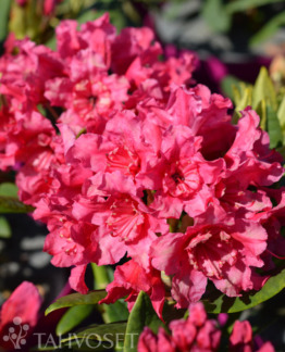 Tuotekuva-DOUBLE KISS ALPPIRUUSU ; 30-40, At 4 L Ul