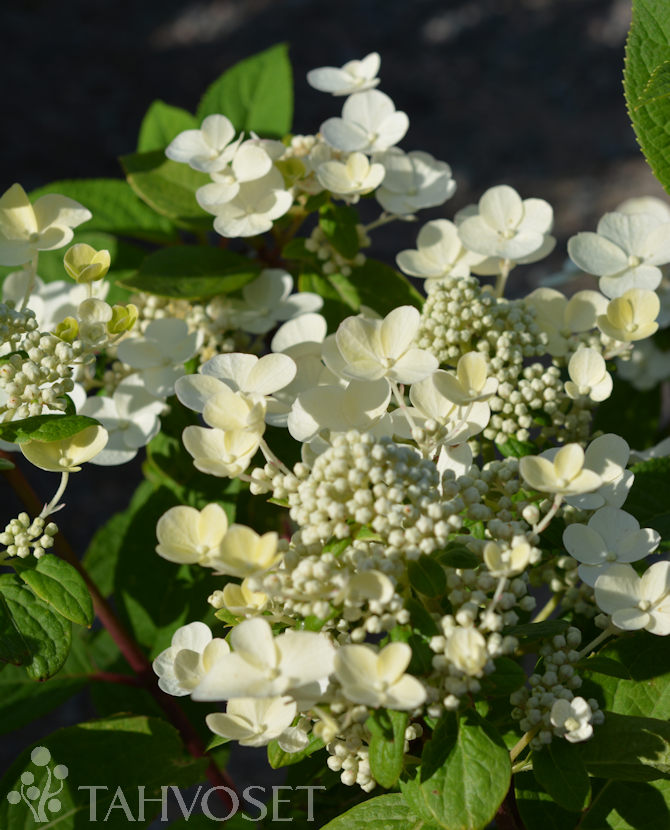 Tuotekuva-EARLY SENSATION SYYSHORTENSIA Jumbo ; At 7,5 L