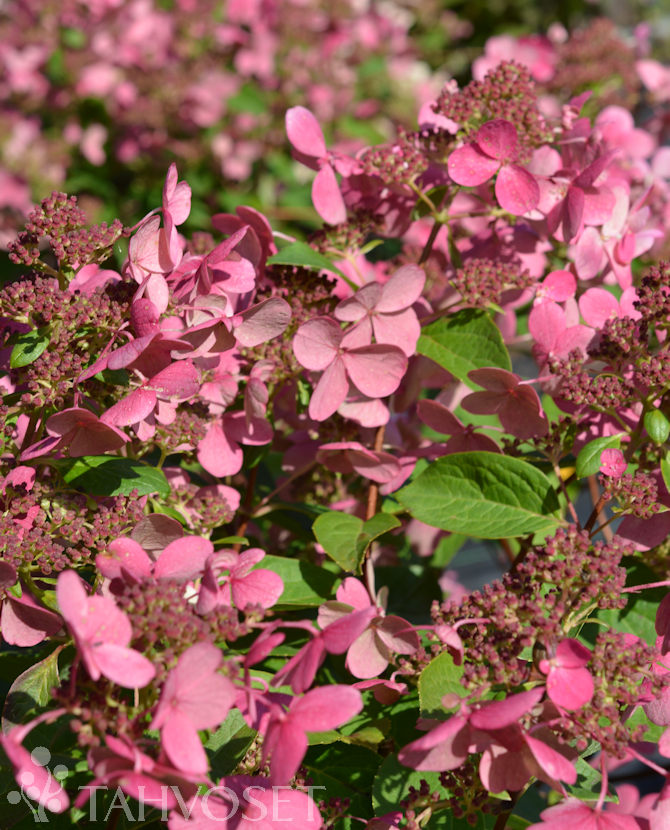 Tuotekuva-EARLY SENSATION SYYSHORTENSIA Jumbo ; At 7,5 L