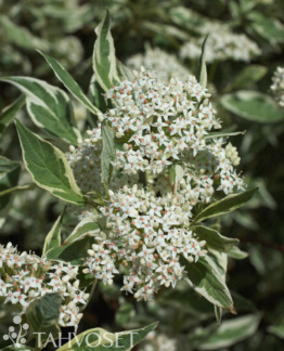 Tuotekuva-ELEGANTISSIMA VALKOKIRJOKANUKKA ; At 3 L