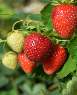 Tuotekuva-FRIDA MANSIKKA; 10 kpl;box