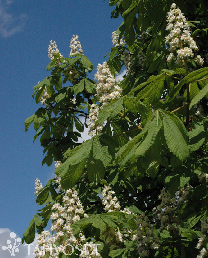 Tuotekuva-HEVOSKASTANJA ; 100-150, At