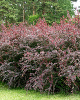 Tuotekuva-HURMEHAPPOMARJA