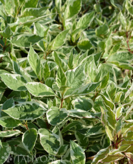 Tuotekuva-IVORY HALO VALKOKIRJOKANUKKA; At 3 L