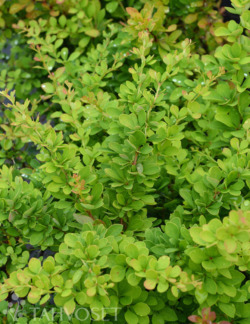 Tuotekuva-JAPANINHAPPOMARJA ; At 3 L