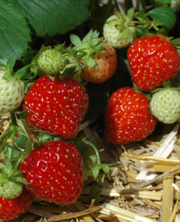 Tuotekuva-JONSOK MANSIKKA FinE; 10 kpl;box