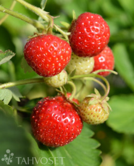 Tuotekuva-KAUNOTAR MANSIKKA FinE; 10 kpl;box