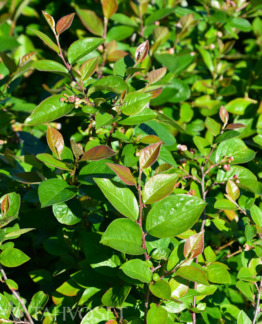 Tuotekuva-KIILTOTUHKAPENSAS ; At 3 L