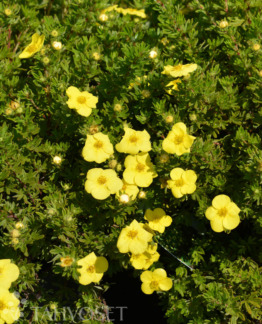 Tuotekuva-KOBOLD PENSASHANHIKKI; At 3 L