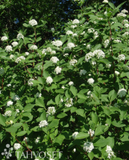 Tuotekuva-KORALLIKANUKKA ; At 3 L