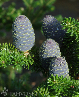 Tuotekuva-KOREANPIHTA ; 150-175, Pa;At, Ul