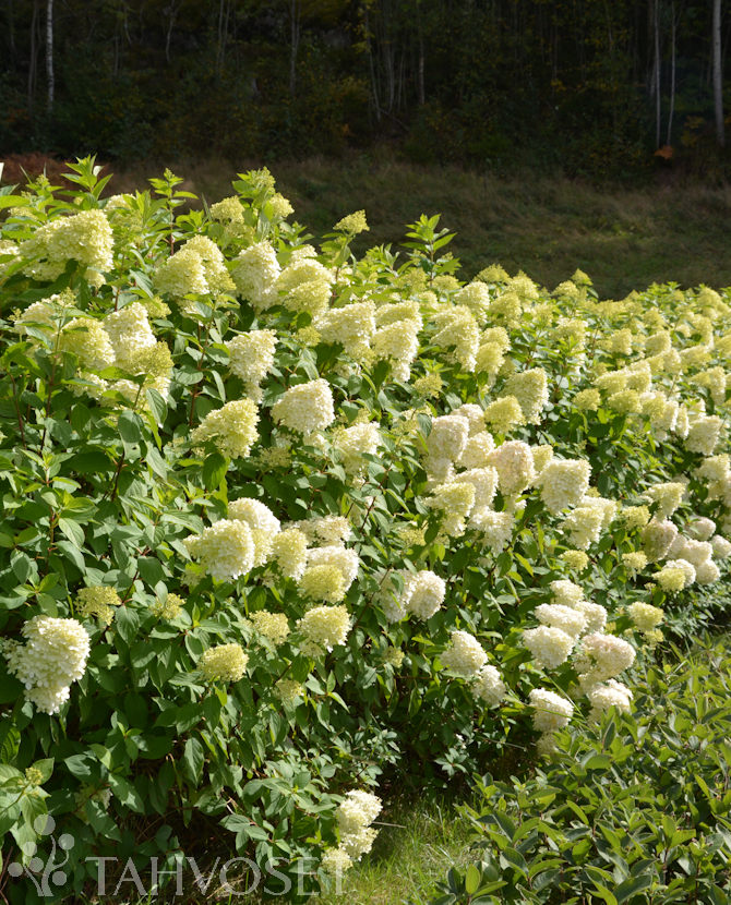 Tuotekuva-LIMELIGHT SYYSHORTENSIA; runko 90, At Ul