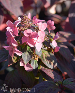 Tuotekuva-MAGICAL FIRE SYYSHORTENSIA; At 3 L