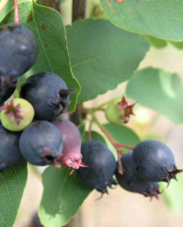 Tuotekuva-MARJATUOMIPIHLAJA ; At 3 L